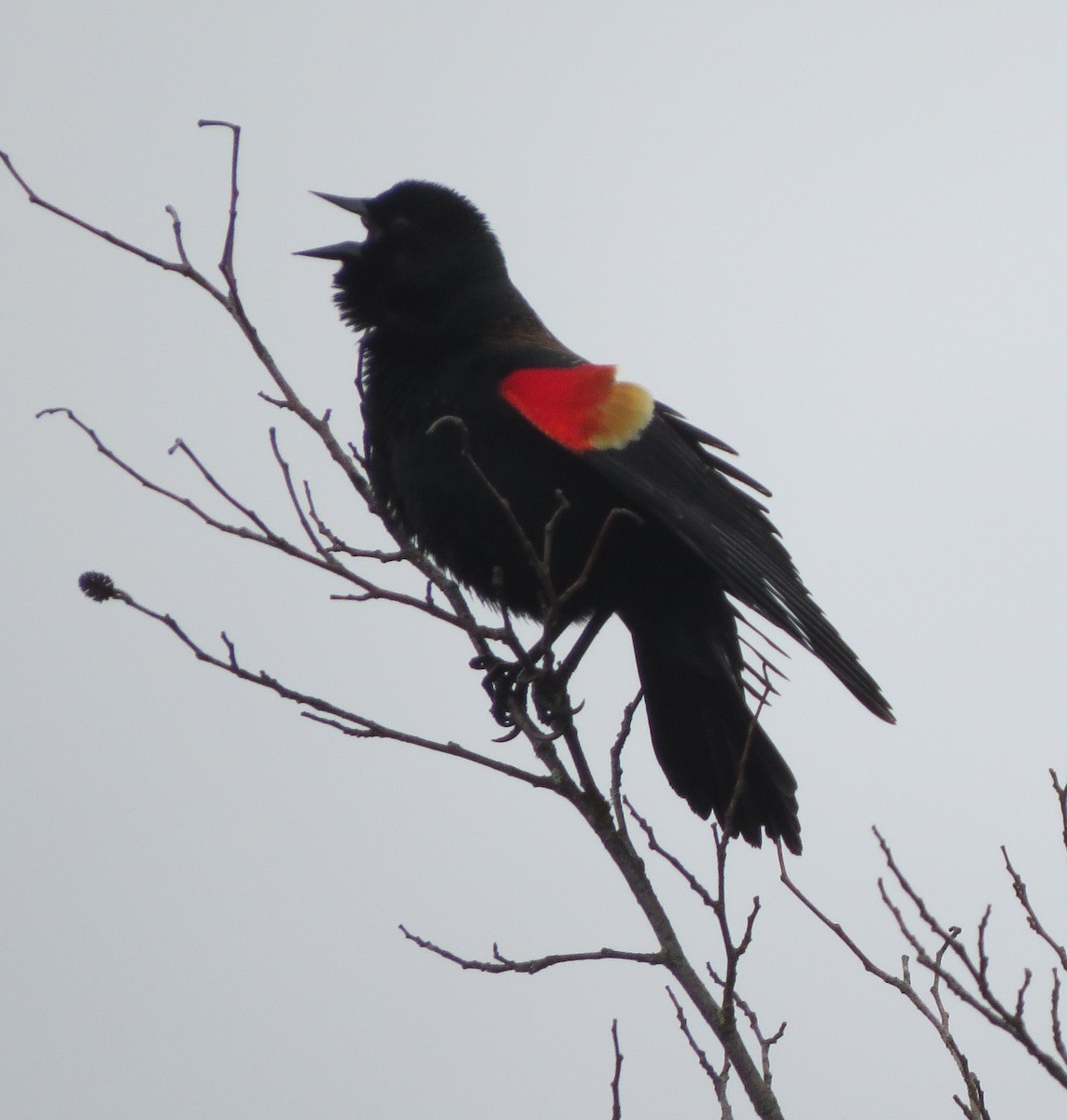 Red-winged Blackbird - ML618757745