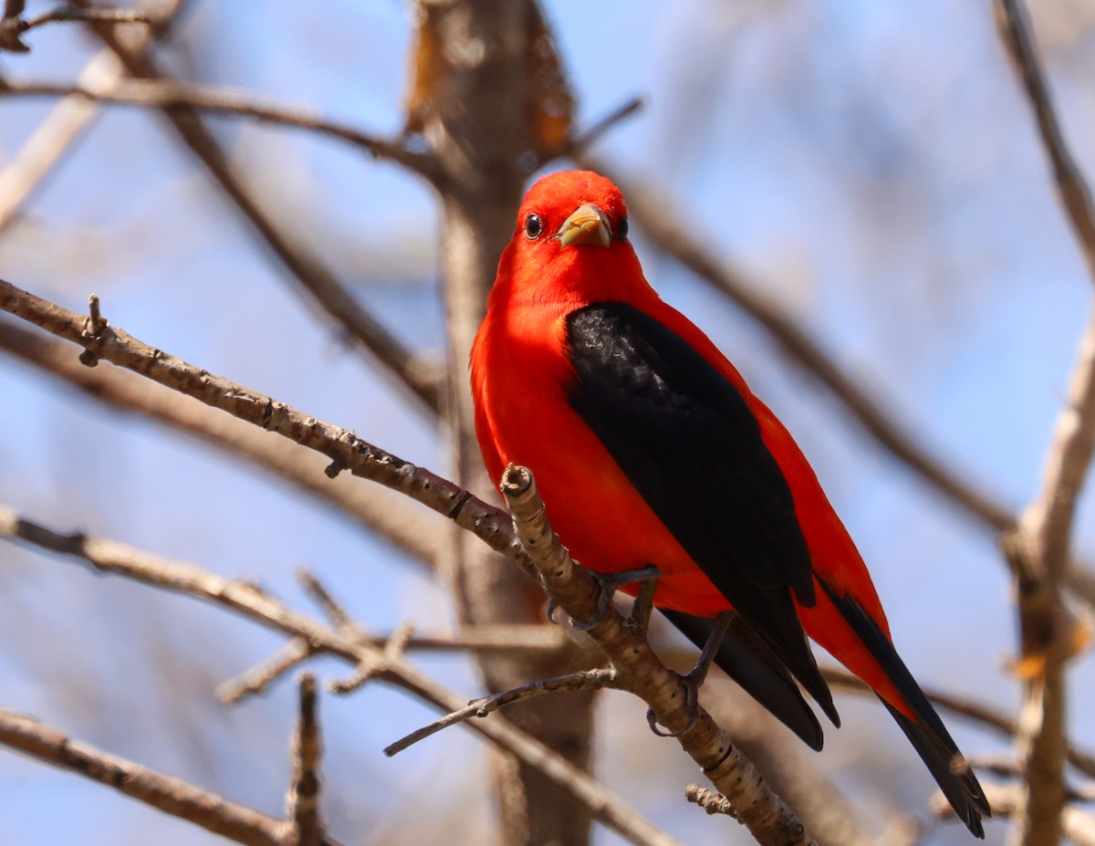 Scarlet Tanager - ML618757841
