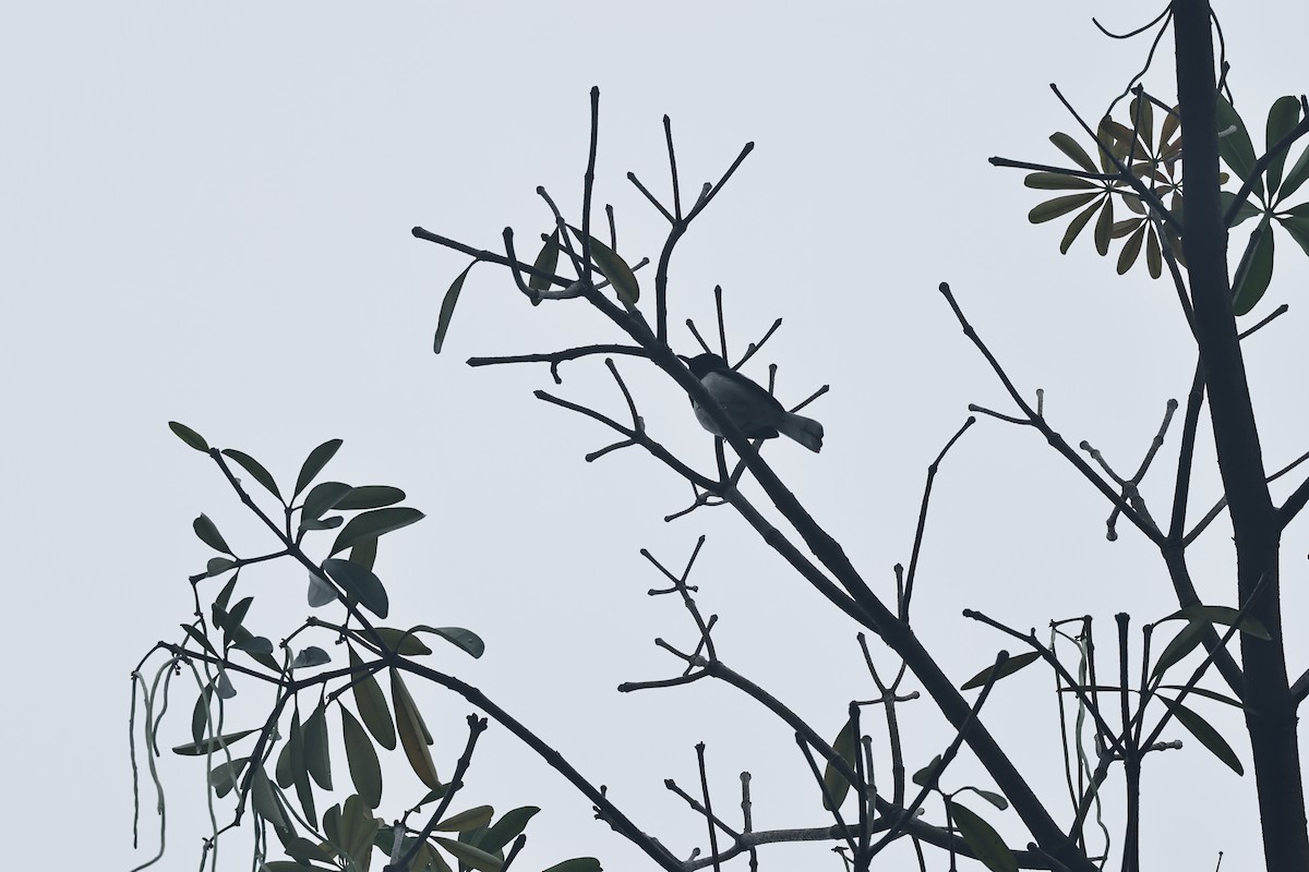Oriental Magpie-Robin - ML618757901