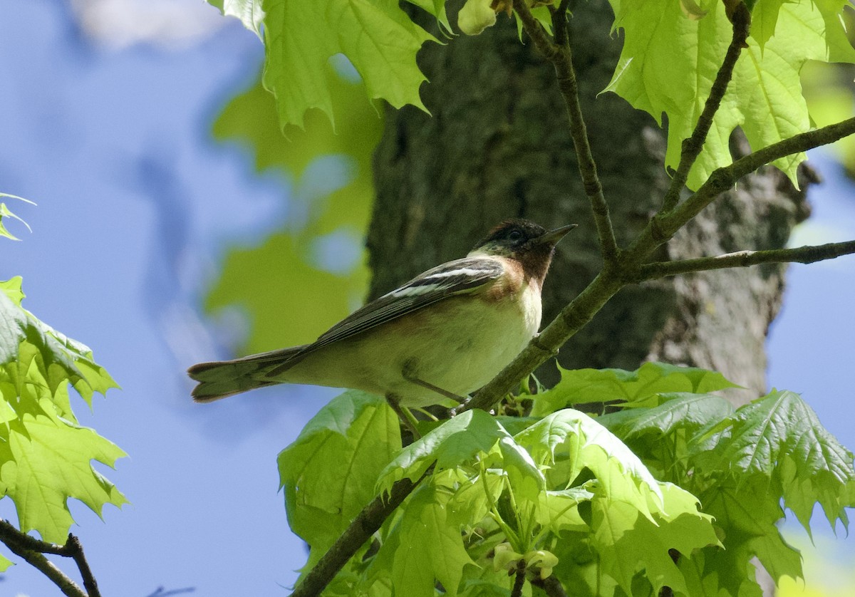 Bay-breasted Warbler - ML618757912