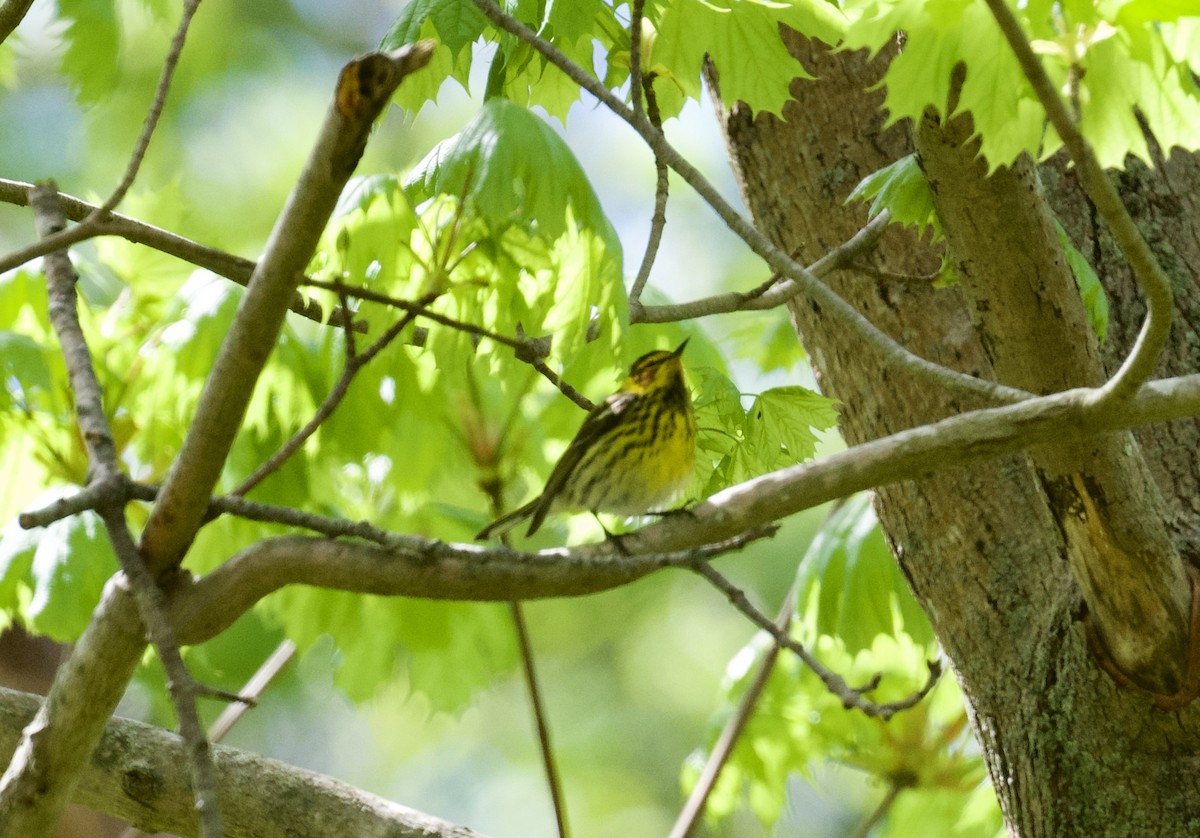 Cape May Warbler - ML618757924