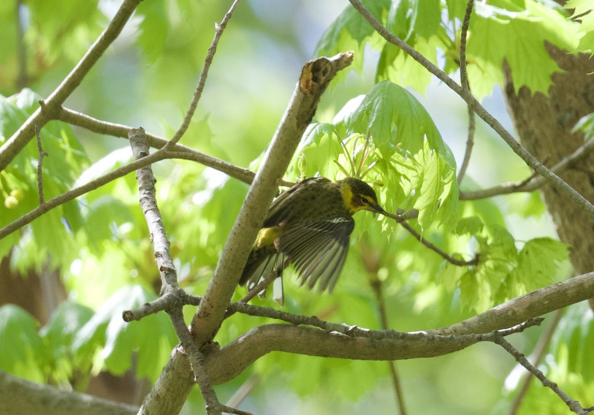 Cape May Warbler - ML618757925