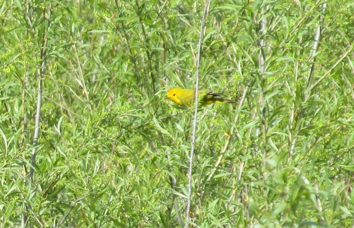 Yellow Warbler - ML618757929