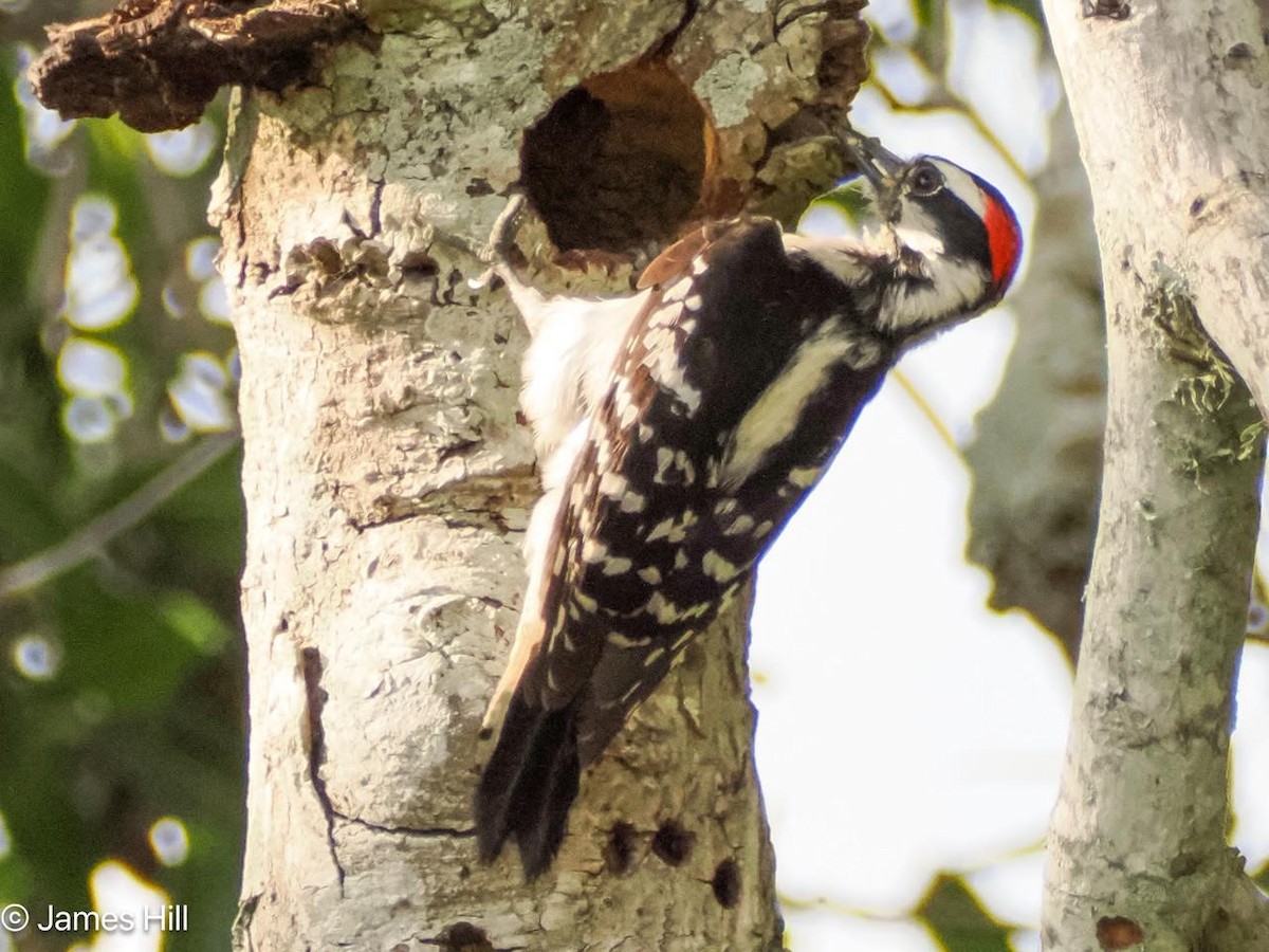 Downy Woodpecker - ML618757934