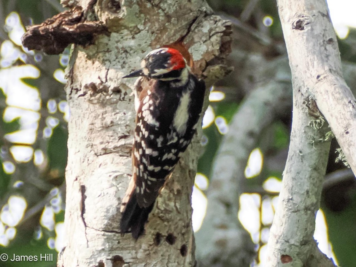 Downy Woodpecker - ML618757935