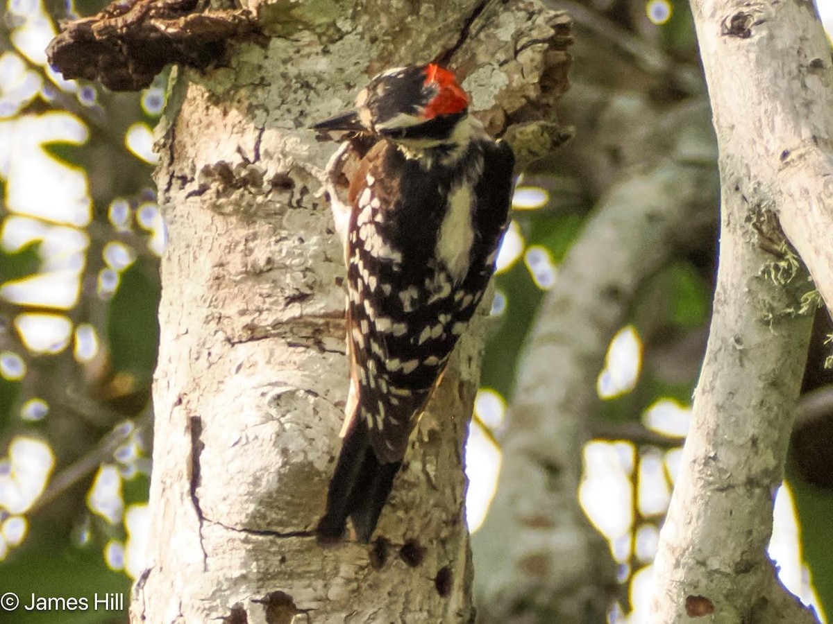 Downy Woodpecker - ML618757936
