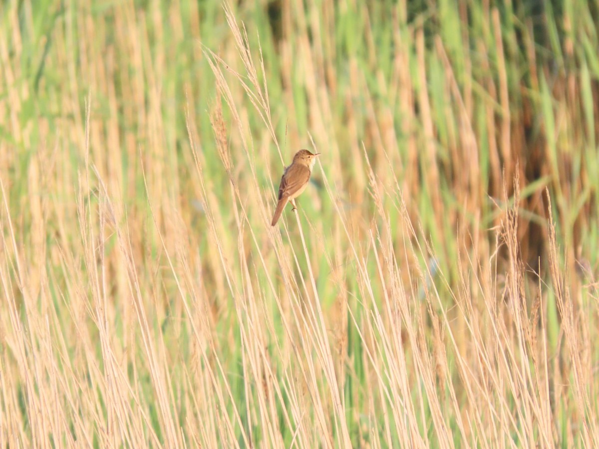 Common Reed Warbler - ML618757955