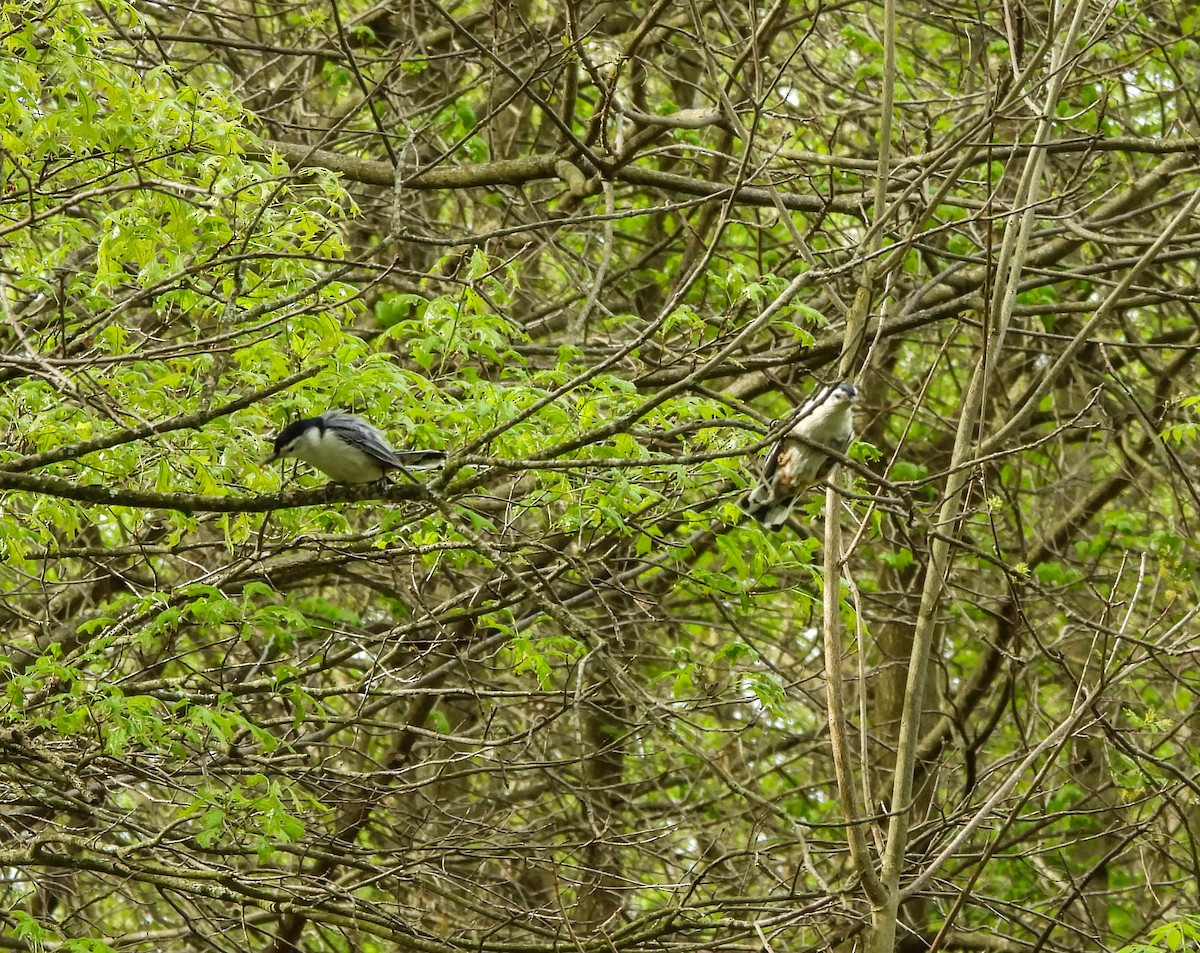 White-breasted Nuthatch - ML618757957