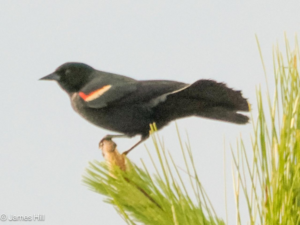 Red-winged Blackbird - ML618757981