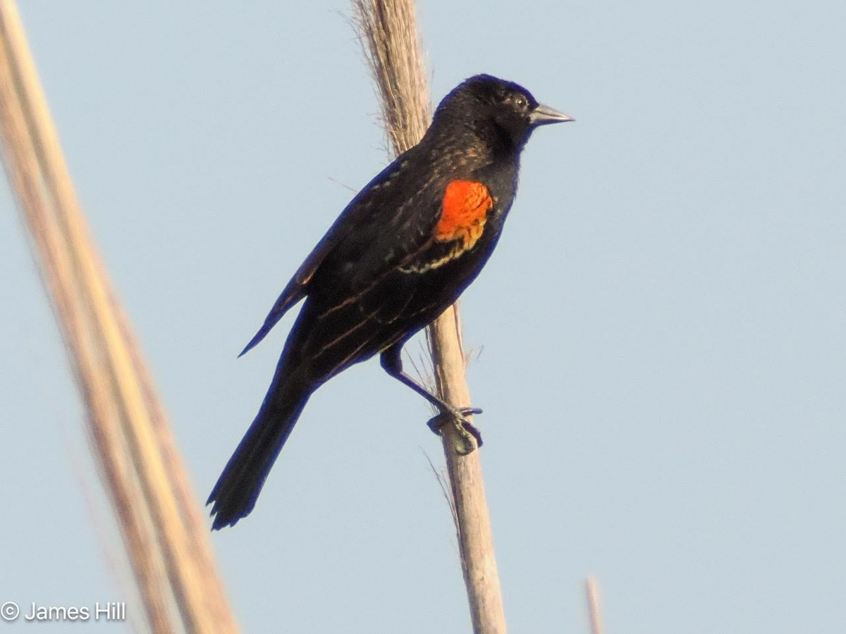 Red-winged Blackbird - ML618757982