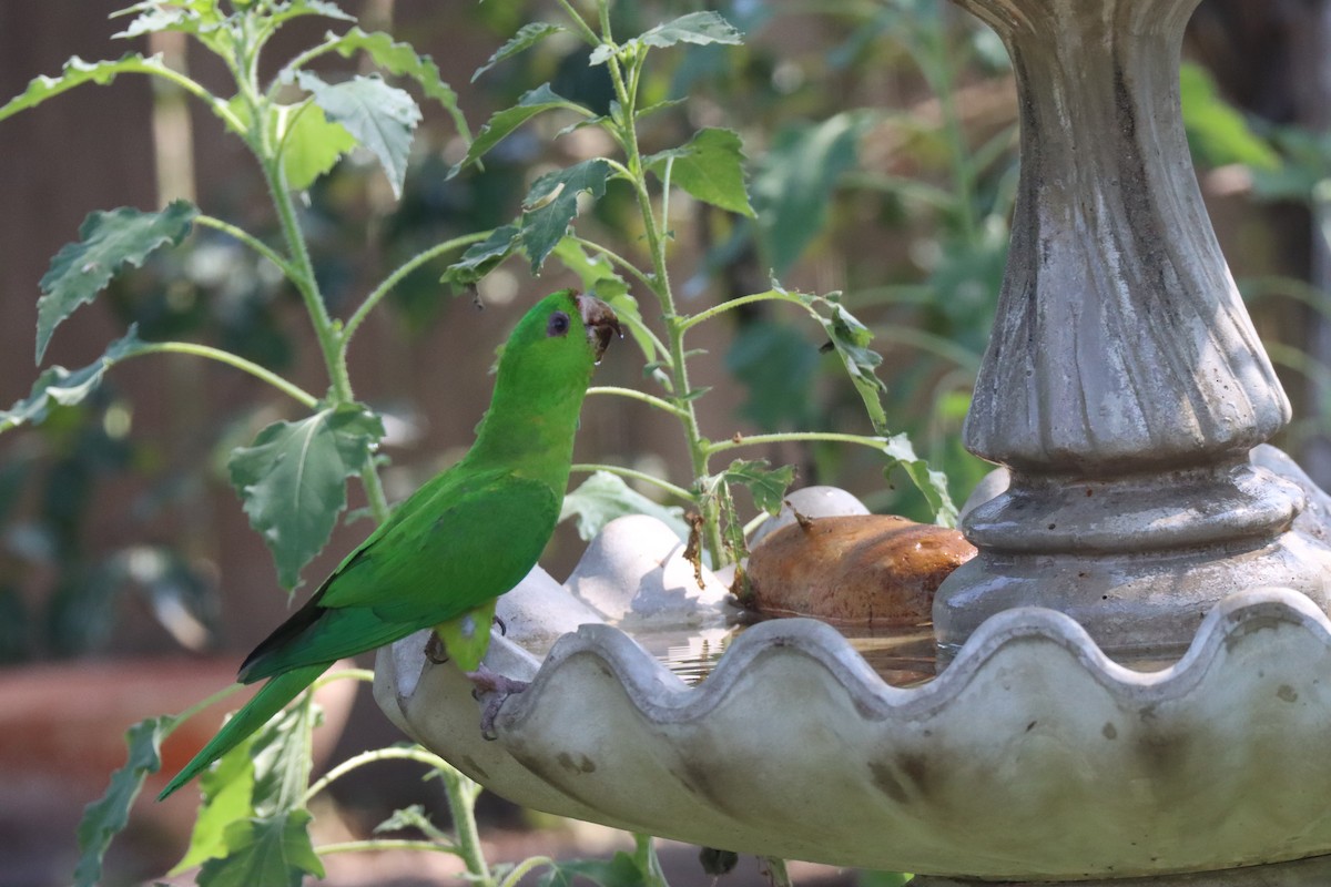 Meksika Yeşil Papağanı - ML618757993