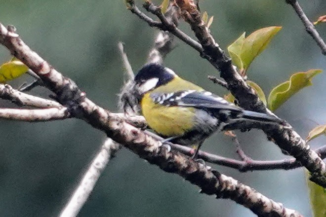 Green-backed Tit - ML618758005