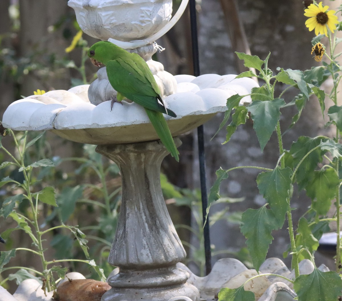 Meksika Yeşil Papağanı - ML618758016