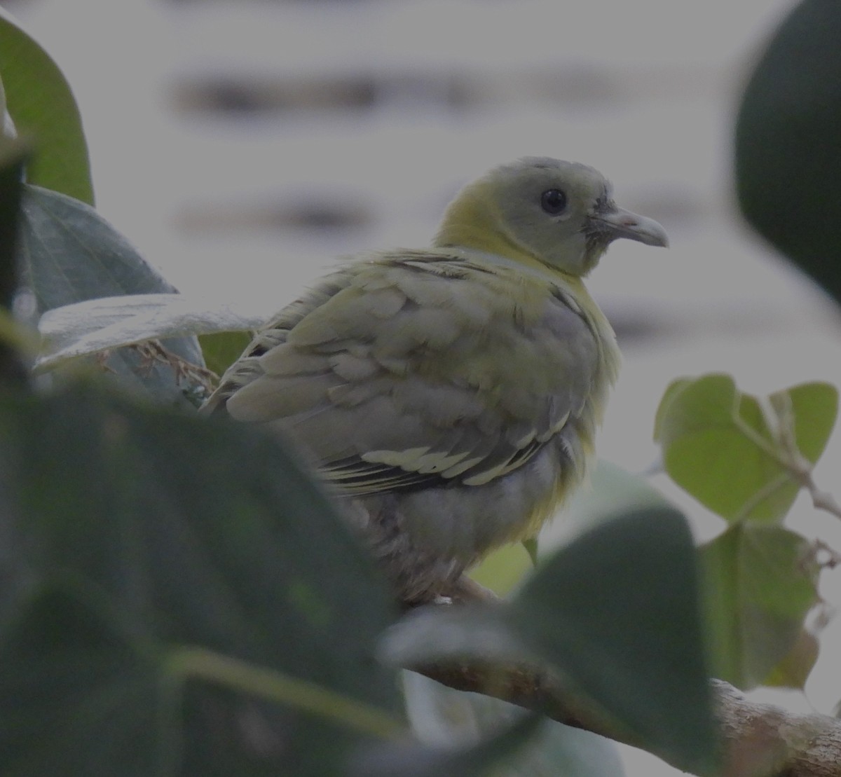 Yellow-footed Green-Pigeon - ML618758027