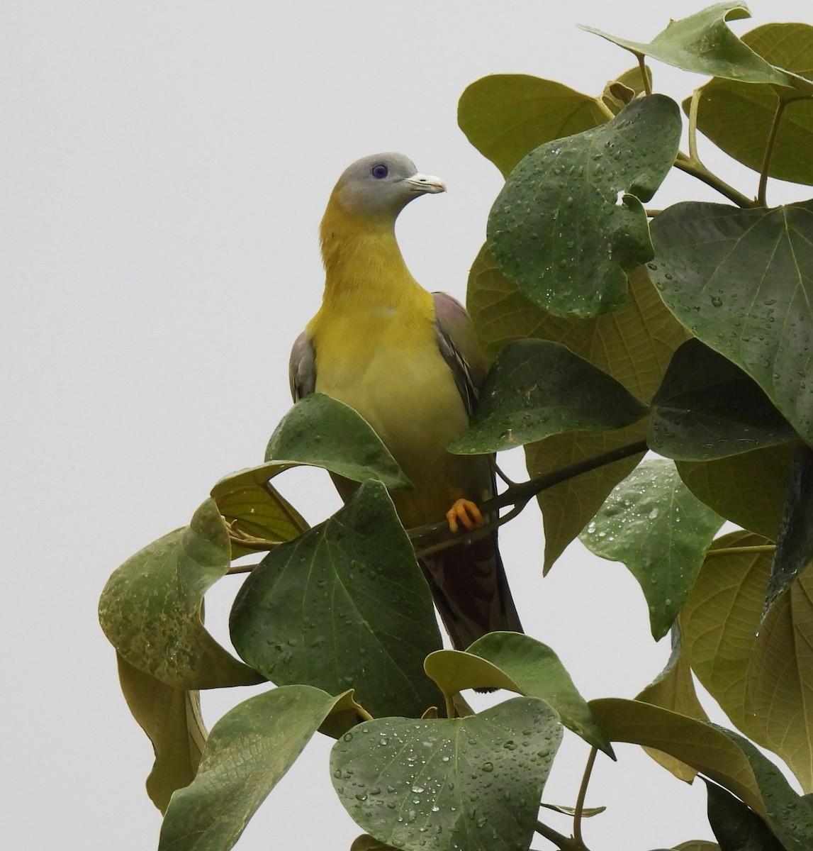 Yellow-footed Green-Pigeon - ML618758035