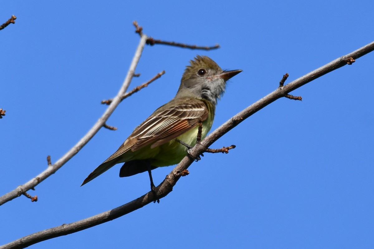 Great Crested Flycatcher - ML618758045