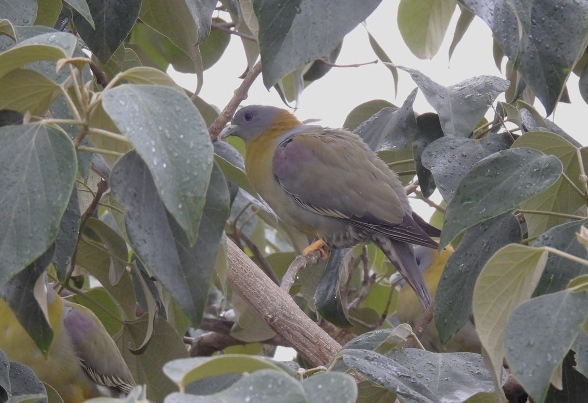 Yellow-footed Green-Pigeon - ML618758048