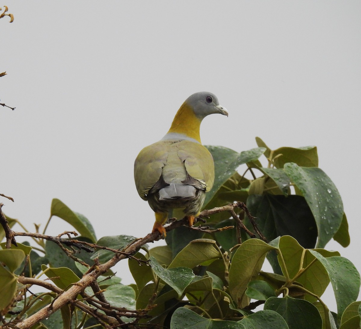 Yellow-footed Green-Pigeon - ML618758050