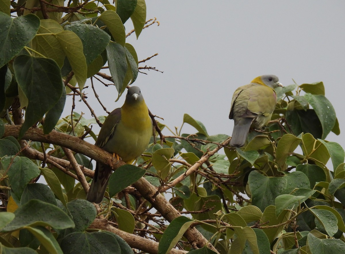 Yellow-footed Green-Pigeon - ML618758051