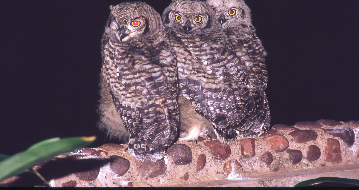 Spotted Eagle-Owl - ML618758096