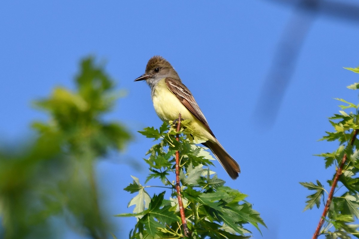 Great Crested Flycatcher - ML618758100