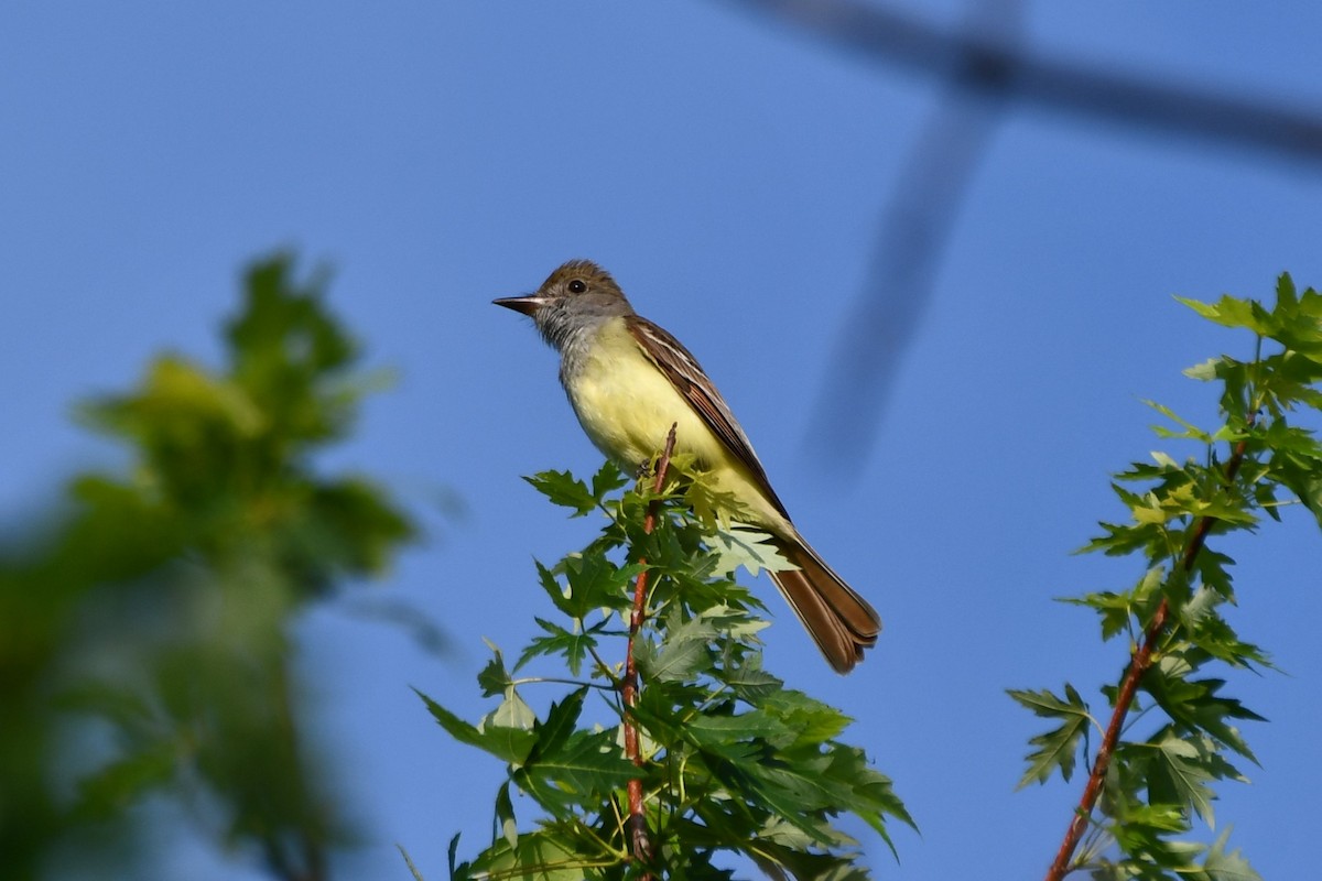 Great Crested Flycatcher - ML618758101