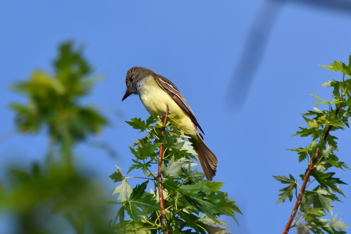 Great Crested Flycatcher - ML618758102