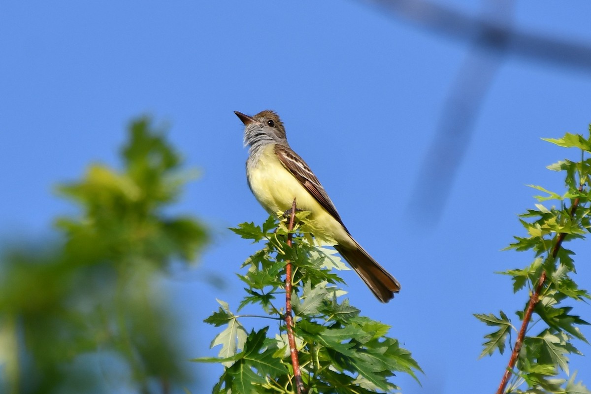 Great Crested Flycatcher - ML618758103