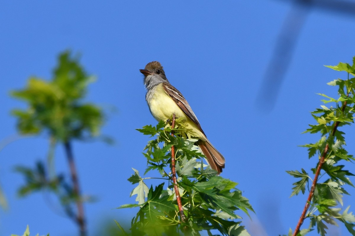 Great Crested Flycatcher - ML618758104