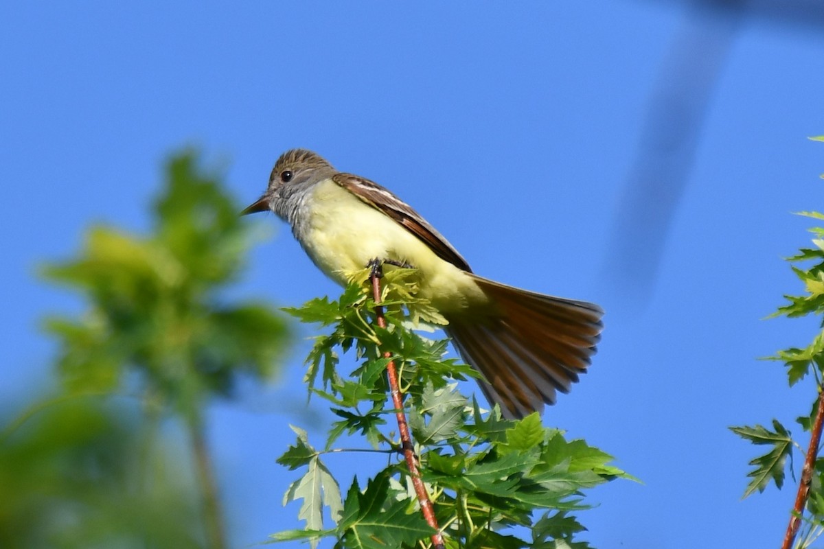 Great Crested Flycatcher - ML618758106