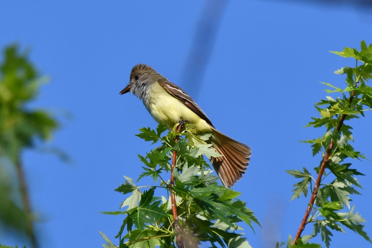 Great Crested Flycatcher - ML618758107