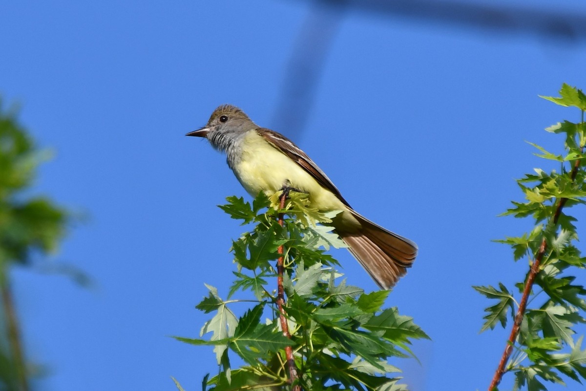 Great Crested Flycatcher - ML618758108