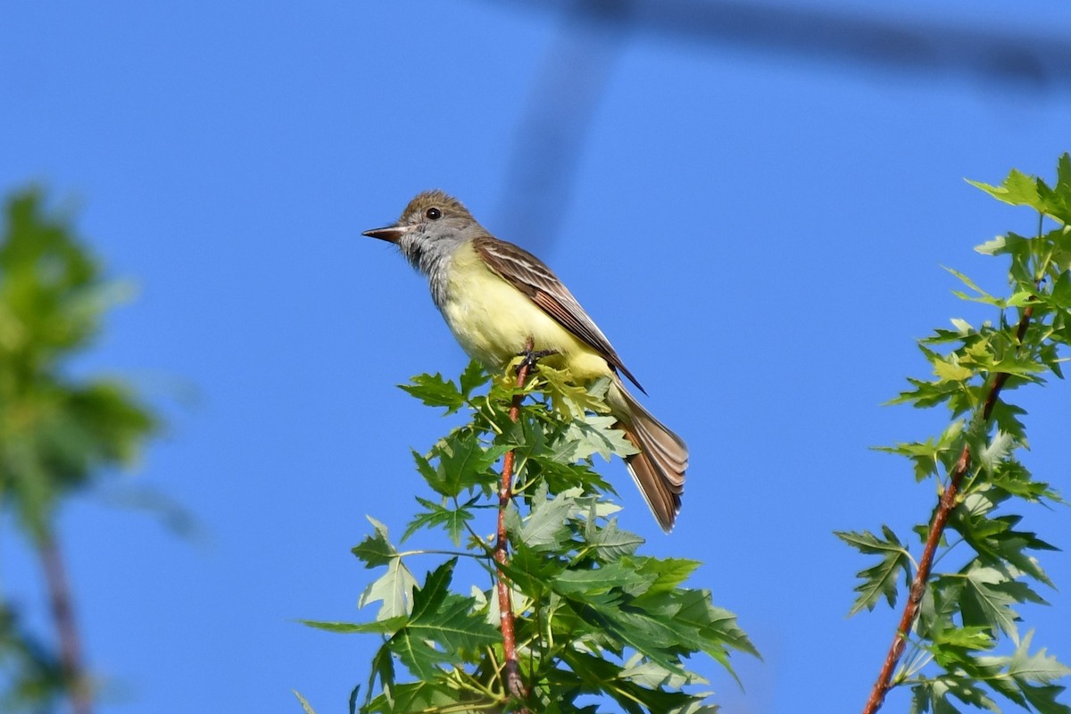 Great Crested Flycatcher - ML618758109