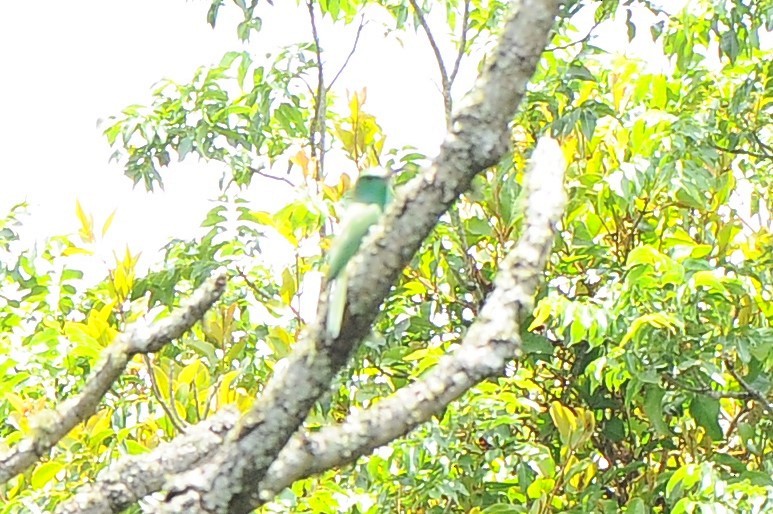 Blue-bearded Bee-eater - ML618758130