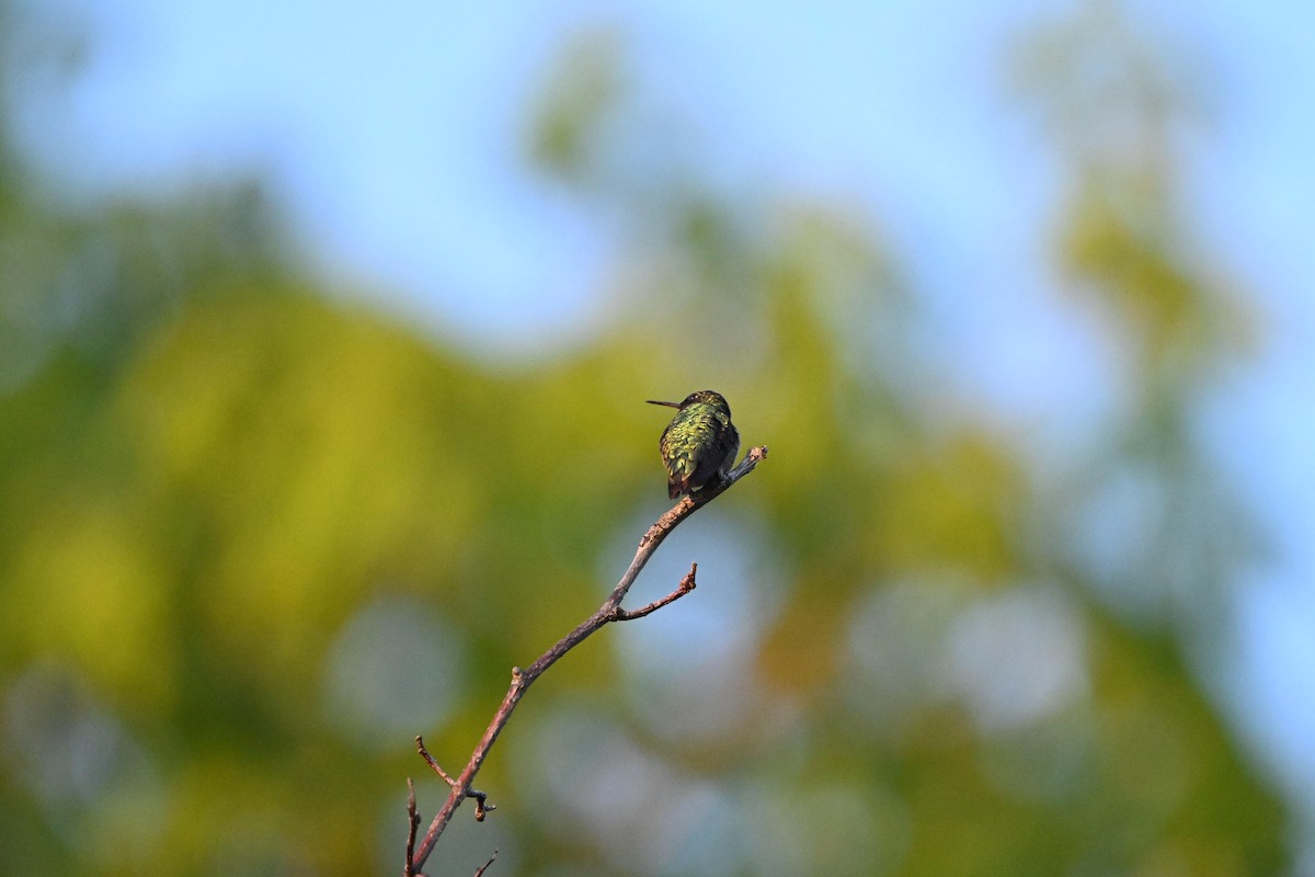 Ruby-throated Hummingbird - ML618758162