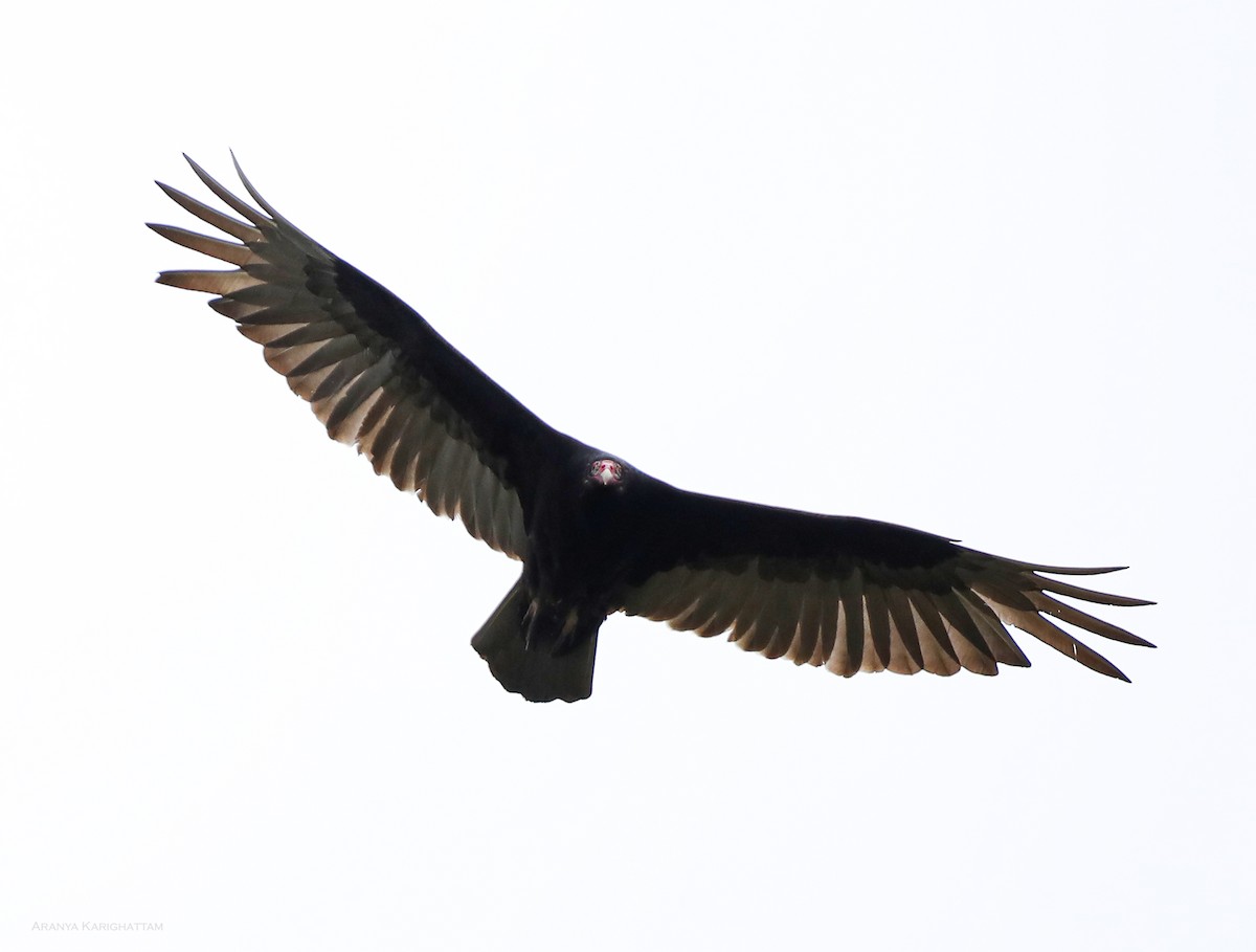 Turkey Vulture - ML618758177