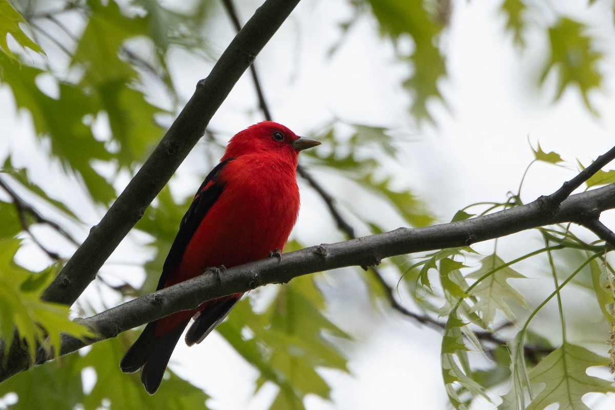 Scarlet Tanager - ML618758181