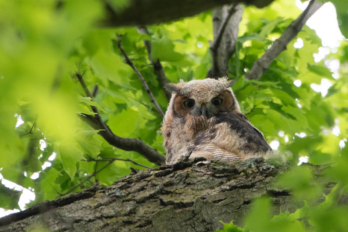 Great Horned Owl - ML618758207