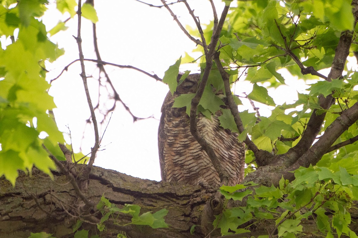 Great Horned Owl - ML618758208