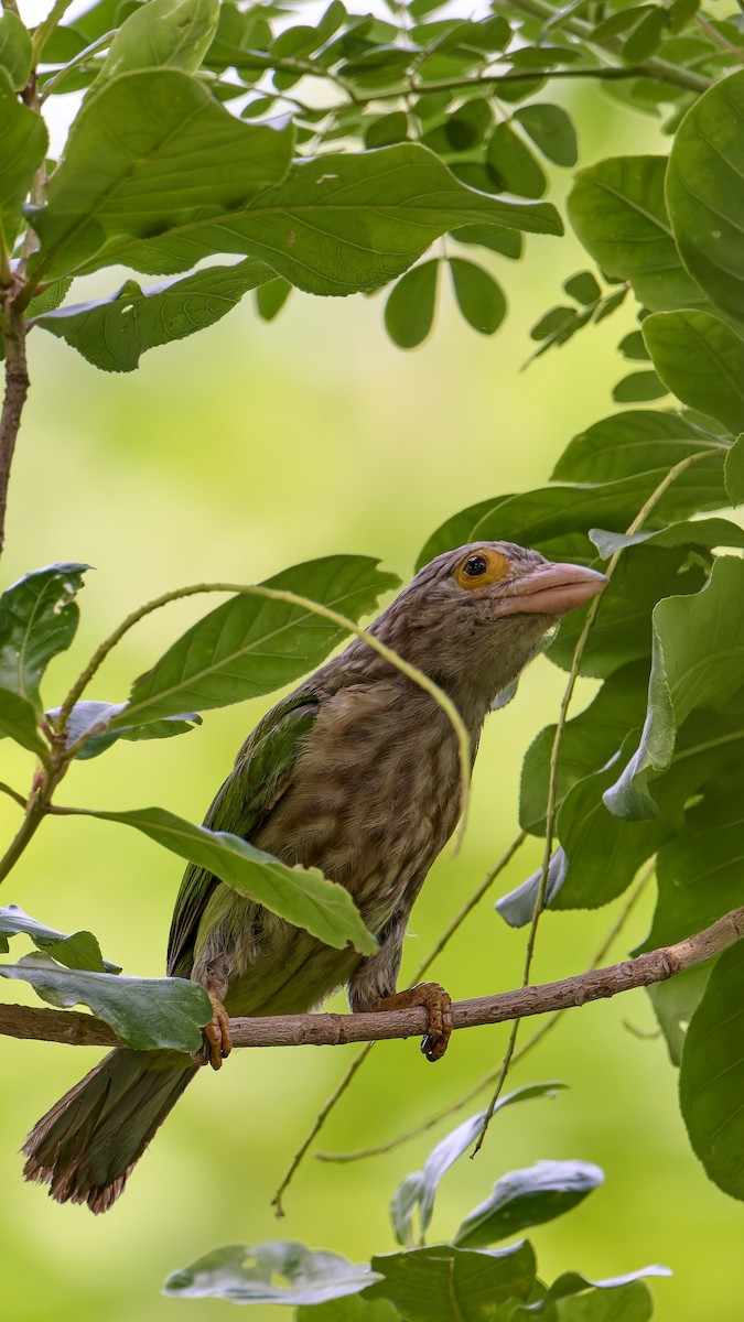 Lineated Barbet - ML618758225