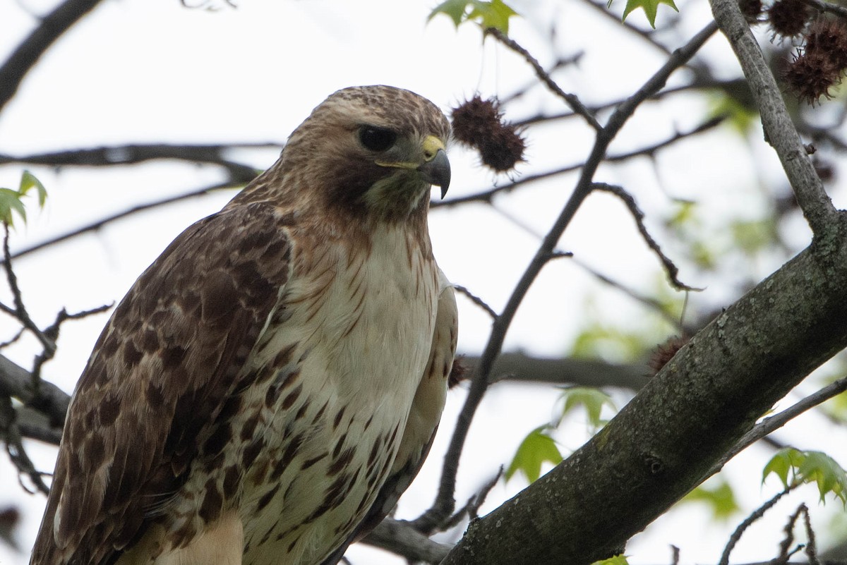 Red-tailed Hawk - ML618758243