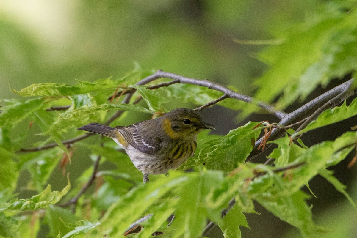 Cape May Warbler - ML618758253