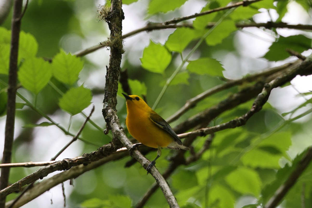 Prothonotary Warbler - ML618758307