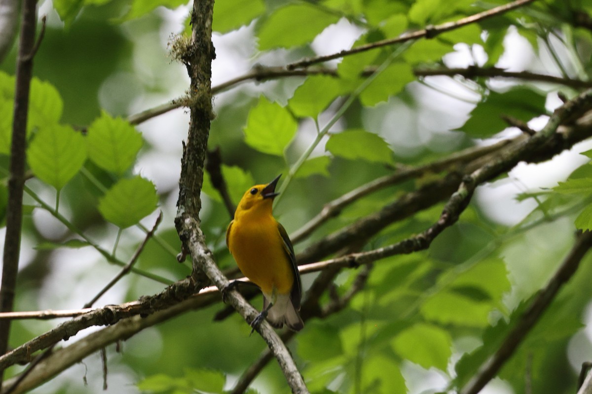 Prothonotary Warbler - ML618758308
