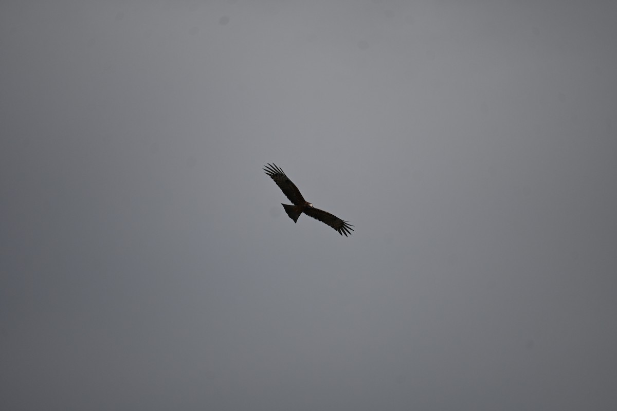 Square-tailed Kite - ML618758334