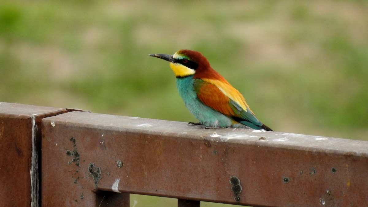 European Bee-eater - ML618758394