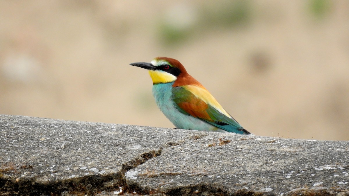 European Bee-eater - ML618758395