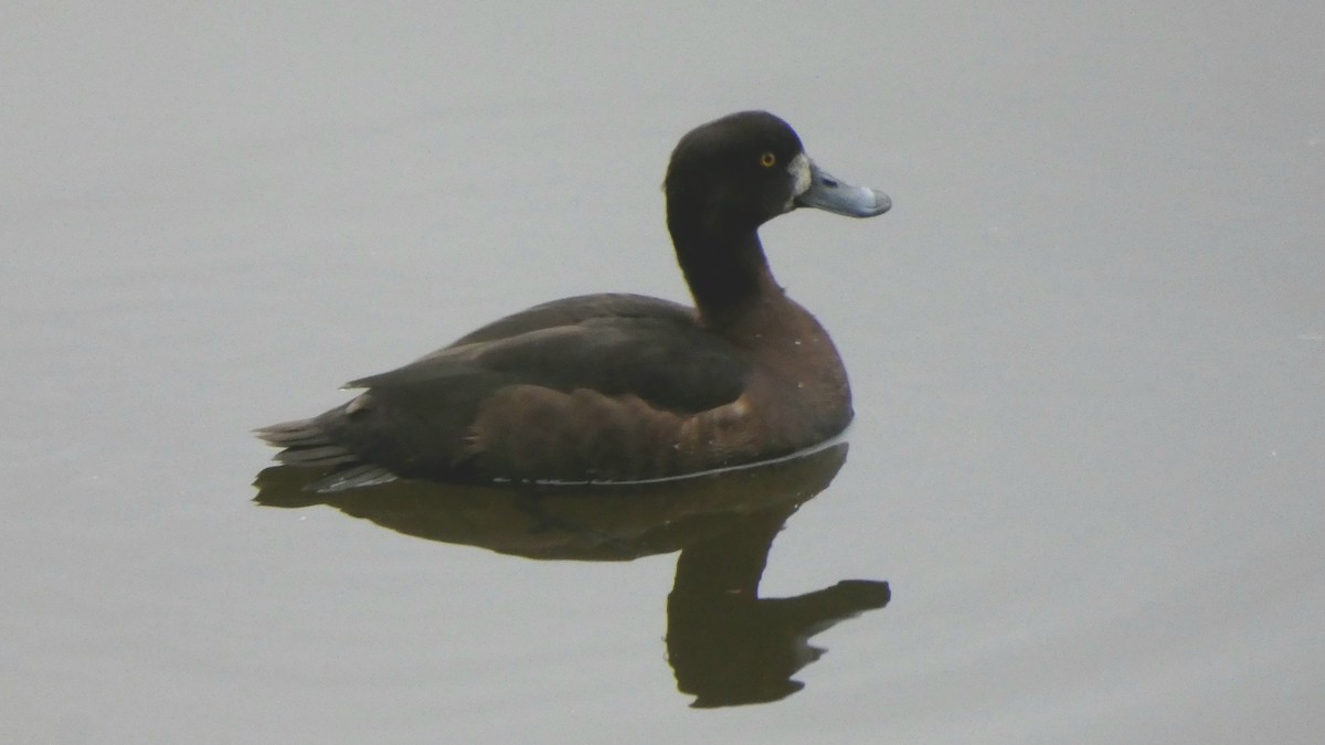 Tufted Duck - ML618758441