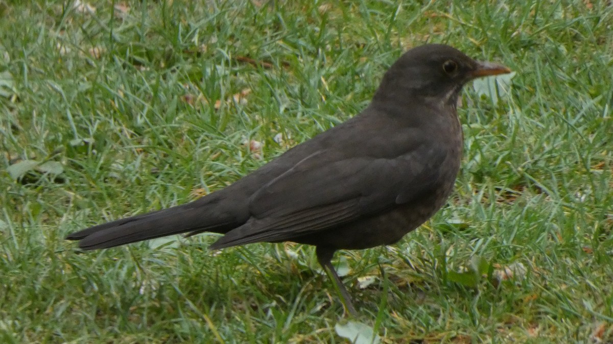 Eurasian Blackbird - ML618758463