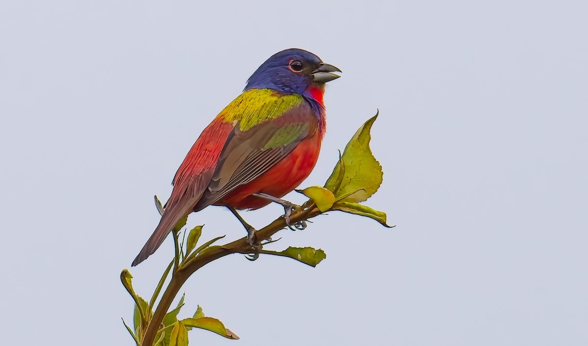 Painted Bunting - ML618758472